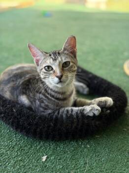 Rescue American Shorthair Cats for Adoption in Conroe, Texas - Cali Kitty | PetCurious