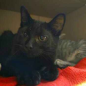 Augie -  Domestic Short Hair Cat for Adoption in Ballston Spa, New York - Augie | PetCurious
