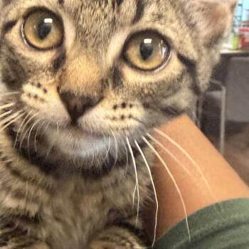 Sansa Stark -  Domestic Short Hair Cat for Adoption in St. Louis, Missouri - Sansa Stark | PetCurious