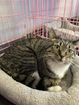 Rescue Tabby and Domestic Short Hair Cats for Adoption in Georgetown, Kentucky - Cheesecake | PetCurious