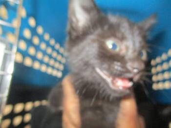 A388843 -  Domestic Short Hair Cat for Adoption in Ocala, Florida - A388843 | PetCurious