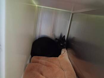 Domestic Short Hair Cats Available for Adoption in Colorado Springs, Colorado - CUTLET | PetCurious