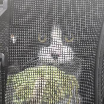 Mystique -  Domestic Short Hair Cat for Adoption in Newark, New Jersey - Mystique | PetCurious
