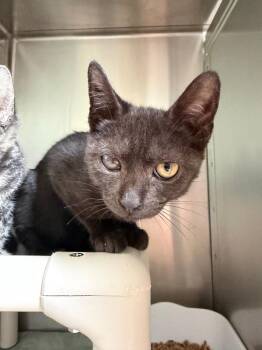 Alfalfa -  Domestic Short Hair Cat for Adoption in Pomona, New York - Alfalfa | PetCurious