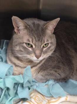 Weaver -  Domestic Short Hair Cat for Adoption in Westland, Michigan - Weaver | PetCurious