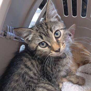 Triscuit -  Domestic Short Hair Cat for Adoption in Cumming, Georgia - Triscuit | PetCurious