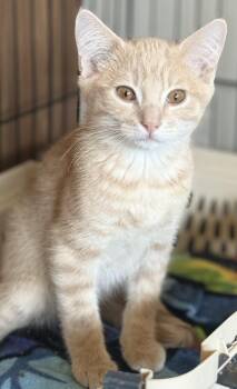 Buck aka Bucket -  Tabby Cat for Adoption in Hood River, Oregon - Buck Aka Bucket | PetCurious