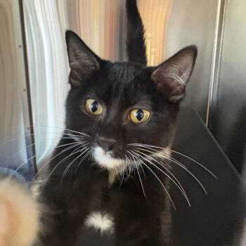 Rooney -  Domestic Short Hair Cat for Adoption in Spokane, Washington - Rooney | PetCurious