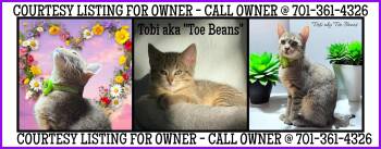 Rescue Domestic Medium Hair Cats for Adoption in Valley City, North Dakota - Tobi - COURTESY LISTING FOR OWNER | PetCurious