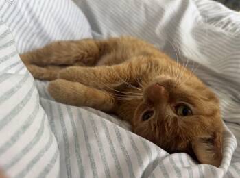 Domestic Short Hair Cats Available for Adoption - Ginger Snap | PetCurious