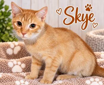 Skye -  Domestic Short Hair Cat for Adoption in Dalton, Georgia - Skye | PetCurious