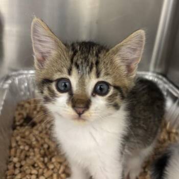 Carmine -  Domestic Short Hair Cat for Adoption in Salt Lake City, Utah - Carmine | PetCurious