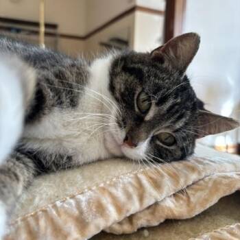 Domestic Short Hair Cats Available for Adoption - Caroline | PetCurious
