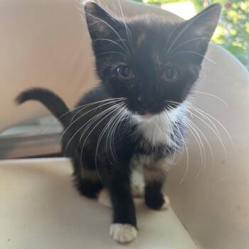Pepsi -  American Shorthair Cat for Adoption in Lilburn, Georgia - Pepsi | PetCurious