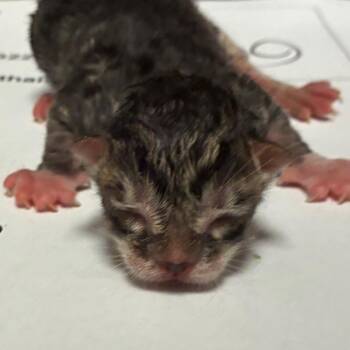 Oatmeal -  Domestic Short Hair Cat for Adoption in Yuma, Arizona - Oatmeal | PetCurious