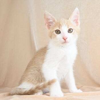 Scooter -  Domestic Short Hair Cat for Adoption in Mobile, Alabama - Scooter | PetCurious