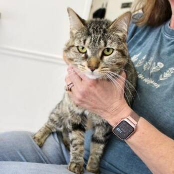 Pongo -  Domestic Short Hair Cat for Adoption in Birmingham, Alabama - Pongo | PetCurious