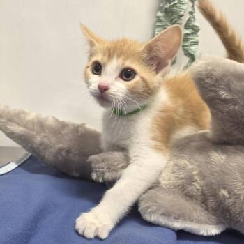 Genevieve -  Domestic Short Hair Cat for Adoption in Fort Wayne, Indiana - Genevieve | PetCurious