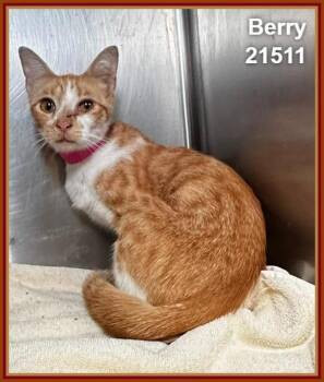Berry (637) -  Domestic Short Hair Cat for Adoption in Marietta, Georgia - Berry (637) | PetCurious
