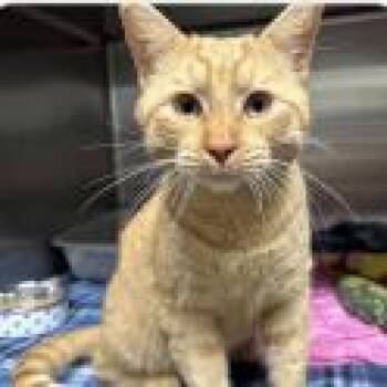 Domestic Short Hair Cats Available for Adoption - Percy | PetCurious