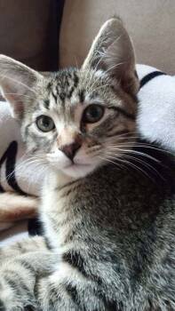 Rescue Domestic Short Hair Cats for Adoption in Alexandria, Minnesota - Iris | PetCurious