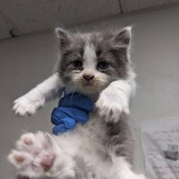 Ranger -  Domestic Medium Hair Cat for Adoption in Philadelphia, Pennsylvania - Ranger | PetCurious