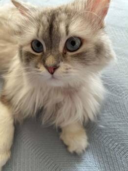 Pico -  Persian Cat for Adoption in Woodmere, New York - Pico | PetCurious