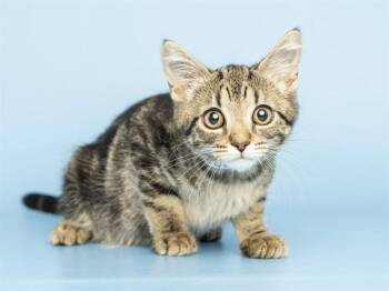 MINKY -  Domestic Short Hair Cat for Adoption in Phoenix, Arizona - MINKY | PetCurious