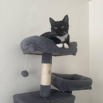 Domestic Short Hair Cats Available for Adoption in Bismarck, North Dakota - Poppy | PetCurious
