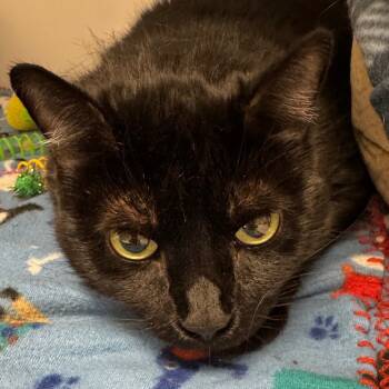 Rescue Domestic Short Hair Cats for Adoption in Peoria, Illinois - Gracie | PetCurious