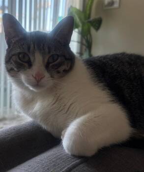 MOCHI -  Domestic Short Hair Cat for Adoption in Camarillo, California - MOCHI | PetCurious