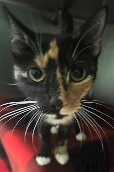 Domestic Short Hair Cats Available for Adoption in Olean, New York - Marlowe | PetCurious