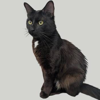 Batman -  Domestic Medium Hair Cat for Adoption in Pleasant Hill, California - Batman | PetCurious