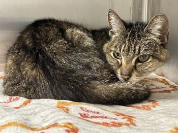 Domestic Short Hair Cats Available for Adoption in Tustin, California - VICTORIA | PetCurious