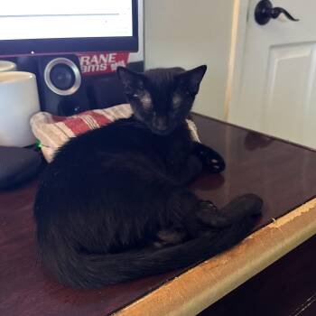 Jet -  Domestic Short Hair Cat for Adoption in Huffman, Texas - Jet | PetCurious