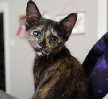 THELMA -  Domestic Medium Hair Cat for Adoption in Hagerstown, Maryland - THELMA | PetCurious