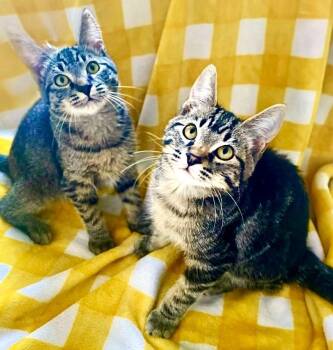 Rescue Tabby Cats for Adoption in Newport, Washington - Michael & Jason Great Purrers! | PetCurious