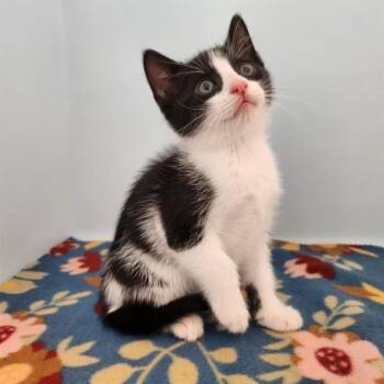 Domestic Short Hair Cats Available for Adoption in Leesburg, Virginia - BUOY | PetCurious
