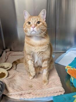 Arnold -  Domestic Short Hair Cat for Adoption in Montreal, Quebec - Arnold | PetCurious