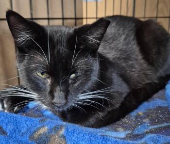 Domestic Short Hair Cats Available for Adoption in Thompson Falls, Montana - Chance | PetCurious