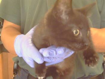 Domestic Short Hair Cats Available for Adoption - JEREMY | PetCurious