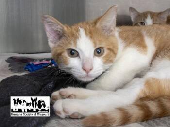 GIZMO -  Domestic Short Hair Cat for Adoption in St. Louis, Missouri - GIZMO | PetCurious