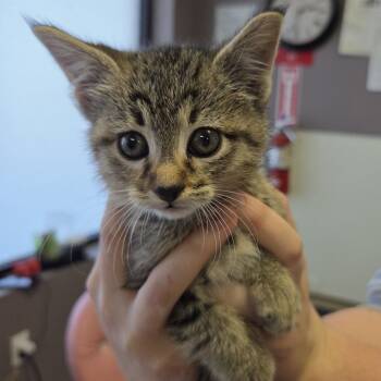 Rescue Domestic Short Hair Cats for Adoption in Branson, Missouri - Arrow | PetCurious