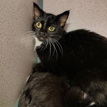 Mouse -  Domestic Short Hair Cat for Adoption in Cedar Rapids, Iowa - Mouse | PetCurious