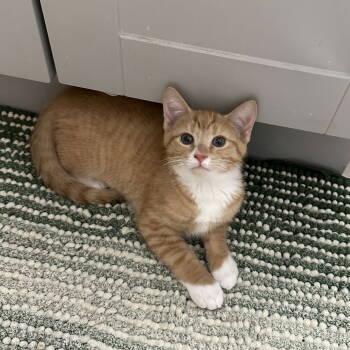 Rescue Domestic Short Hair and Tabby Cats for Adoption in Rockville, Maryland - Simba | PetCurious