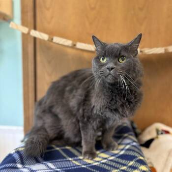 Cliff--In Foster -  Domestic Medium Hair Cat for Adoption in Fargo, North Dakota - Cliff--In Foster | PetCurious