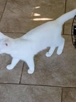 Princess -  Domestic Short Hair Cat for Adoption in Thatcher, Arizona - Princess | PetCurious