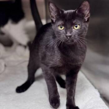 Nyx -  Domestic Short Hair Cat for Adoption in New Fairfield, Connecticut - Nyx | PetCurious
