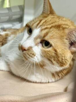 Oak -  Domestic Short Hair Cat for Adoption in Muskegon, Michigan - Oak | PetCurious