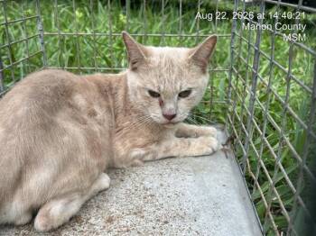 DROGO -  Domestic Short Hair Cat for Adoption in Ocala, Florida - DROGO | PetCurious